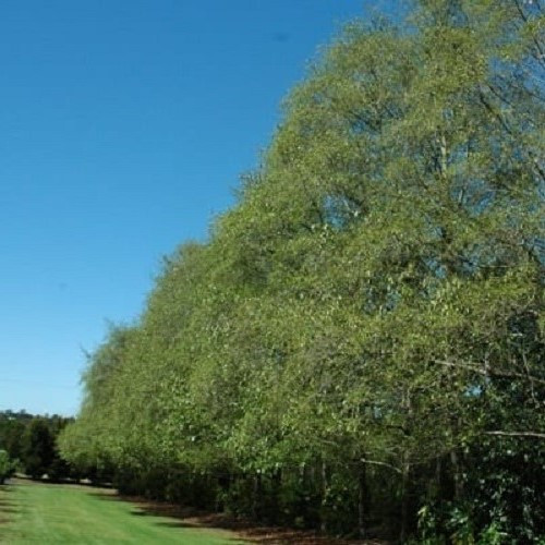 Alnus jorullensis, Mexican Alder - Pb5/Pb6.5