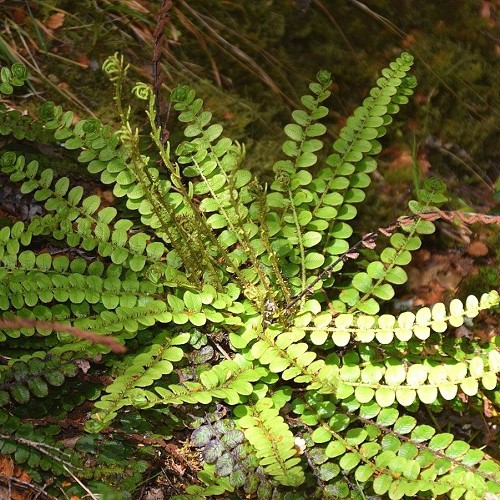 Blechnum penna-marina, Alpine Water Fern - 1Ltr/1.3Ltr