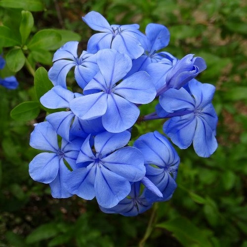 Plumbago Royal Cape, Cape Leadwort - Pb5/2Ltr - Image 2