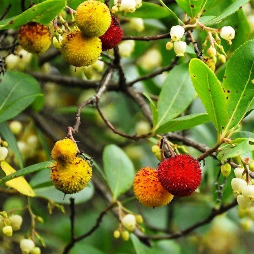 Arbutus unedo, Strawberry Tree - Pb5/Pb6.5 - Image 2