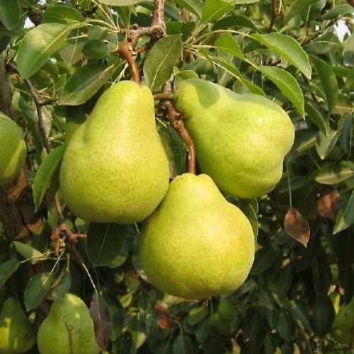 Pear Double Doyenne Du Comice/Packham's Triumph - Image 2