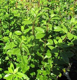 Pittosporum buchananii - Pb5