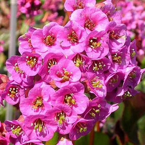 Bergenia Rotblum - Pb3/1.5Ltr - Image 2