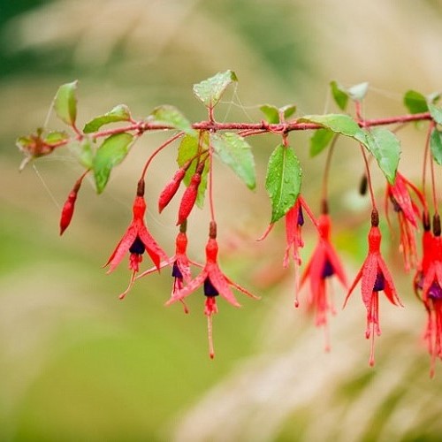 Fuchsia magellanica - Image 2
