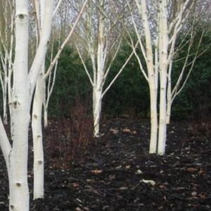 Betula Dazzler, White Himalayan Birch - Pb18/Pb28 (180/250)