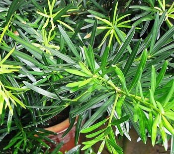 Podocarpus macrophyllus, Yew Plum Pine - Pb8