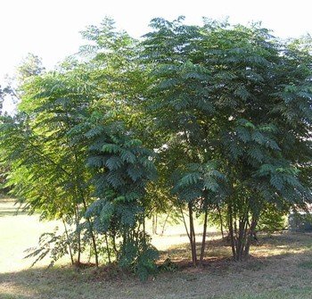 Aralia spinosa - Devil's Walking Stick Pb12