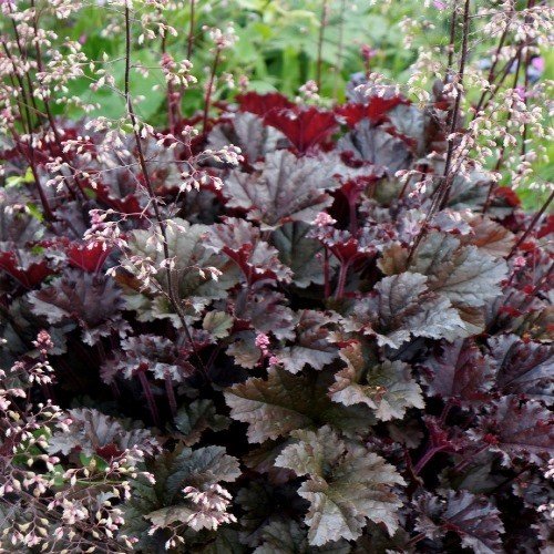 Heuchera Dark Secret - 2.5Ltr - Image 2