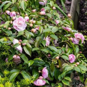Camellia Sweet Emily Kate - 2.5Ltr