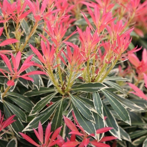 Pieris Flaming Silver - 2.5Ltr/3.5Ltr - Image 2