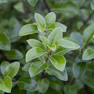 Pittosporum Irish Luck - 4Ltr PVR