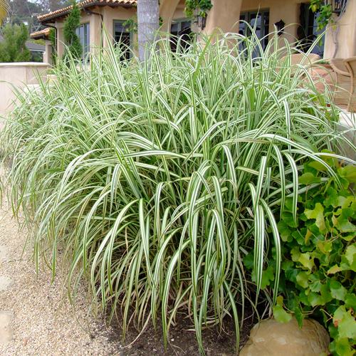 Miscanthus Variegatus - 2Ltr/3Ltr (40/60) - Image 2