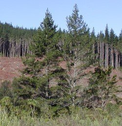 Pinus radiata, Monterey Pine - PB3