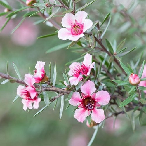 Leptospermum scoparium, Manuka - Pb3/4 - Image 3