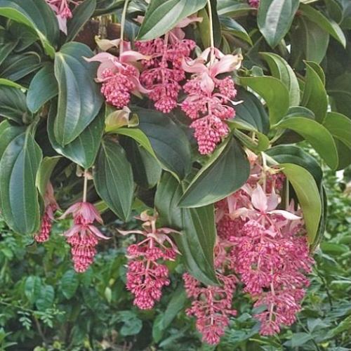 Medinilla myriantha - Pb5 - Image 2