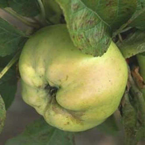 Apple Calville Blanc D'Hiver - Pb12 - Image 2