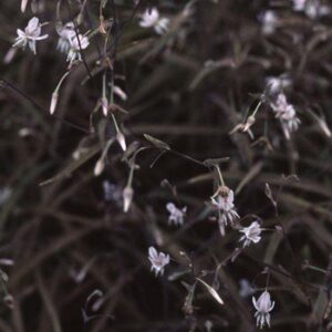 Arthropodium Purpureum - Renga Renga Lily Pb3