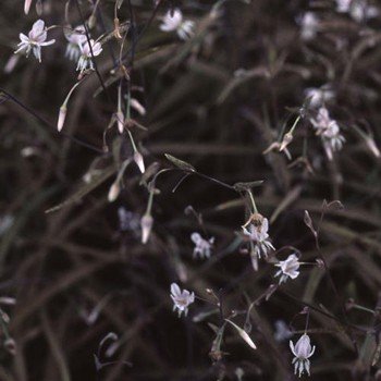 Arthropodium Purpureum - Renga Renga Lily Pb3