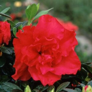 Azalea Elsa Karga - 2.5Ltr