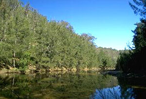 Casuarina cunninghamiana, River She-oak - Pot