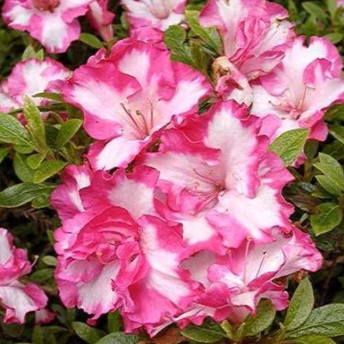 Azalea Gretel - 1.25Ltr - Image 2