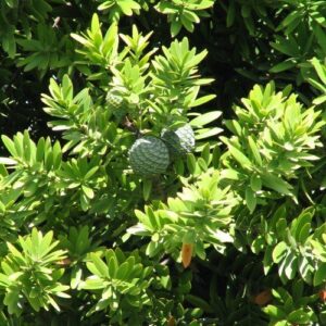 Agathis australis, Kauri - Pb6.5