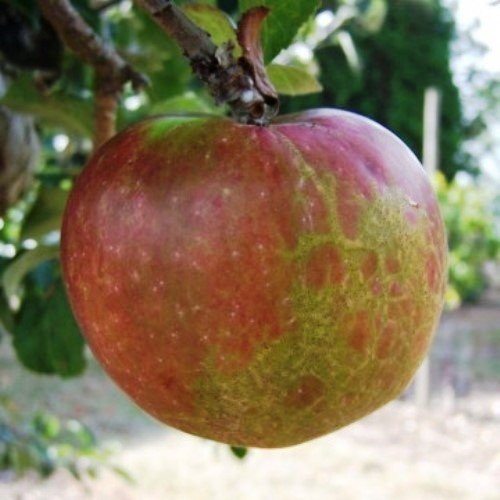 Apple Scarlet Nonpareil - Pb12 - Image 2