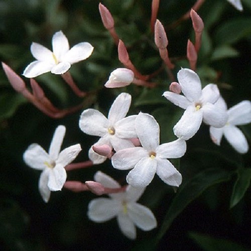 Jasminum polyanthum - 3.5Ltr - Image 2