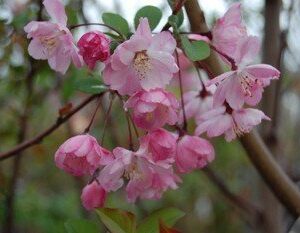 Malus arnoldiana, Arnold Crabapple - Pb18