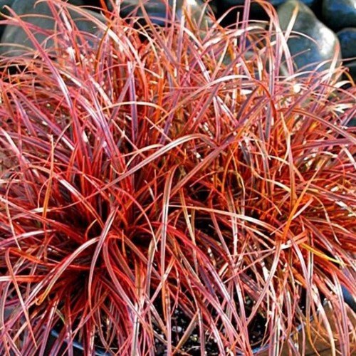Uncinia u. Ruapehu - 1.9Ltr - Image 2