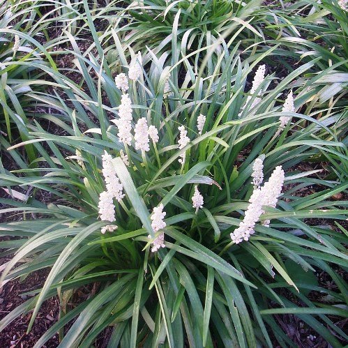 Liriope m. Monroe White, Lilyturf - 1L/2L (10/20)