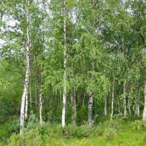 Betula pendula Alba, Weeping Silver Birch - Pb6.5