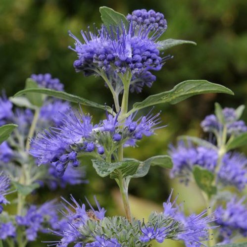 Caryopteris Dark Knight - Pb6.5 (10/30) - Image 2
