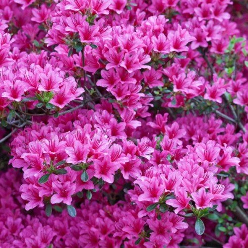 Azalea Extrante - 1.25Ltr - Image 2