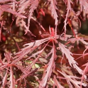 Acer Crimson Princess - Pb28