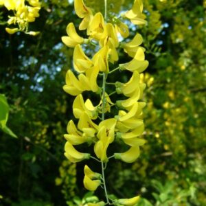 Laburnum anagyroides, Golden Chain Tree - Pb6.5