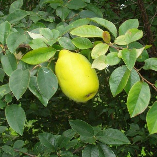 Pseudocydonia sinensis, Ornamental Quince - Image 2