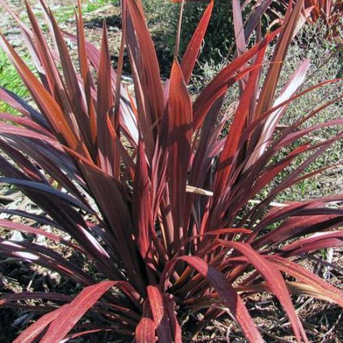 Cordyline x Cardinal - 2.5Ltr - Image 2