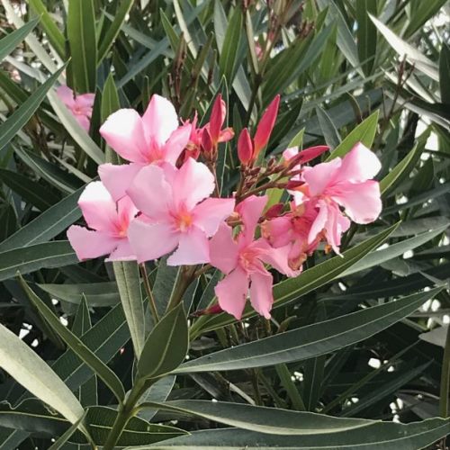 Nerium punctatum, Oleander - Pb6.5 - Image 2