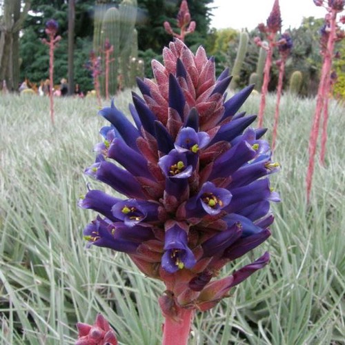 Puya venusta - Pb6.5