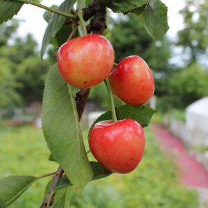 Cherry Tangshe - Pb12
