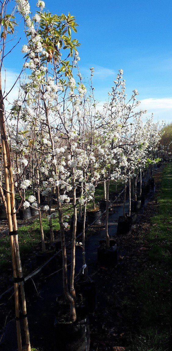 Pyrus c. Bradford - 35/45Ltr - Image 2