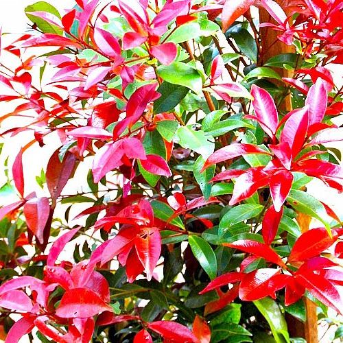 Syzygium Burgundy Glow - Pb18 - Image 2