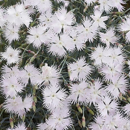 Dianthus p. White Lace - 2Ltr - Image 2