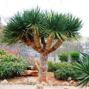 Dracaena draco - Pb6.5