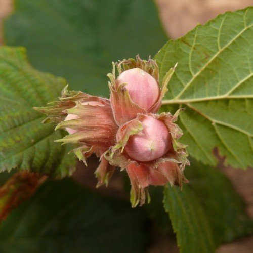 Corylus avelana, Hazelnut - Pb12 (1/1.5m) - Image 2