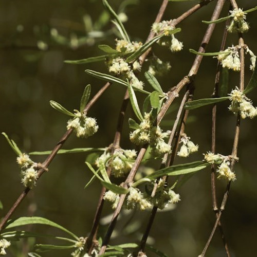 Olearia Dartonii, Twiggy Daisy Tree - Pot - Image 2