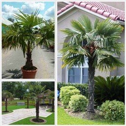 Trachycarpus fortunei, Windmill Palm - Pb28 (90)