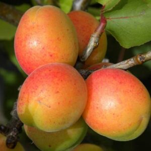 Apricot Newcastle - Pb18