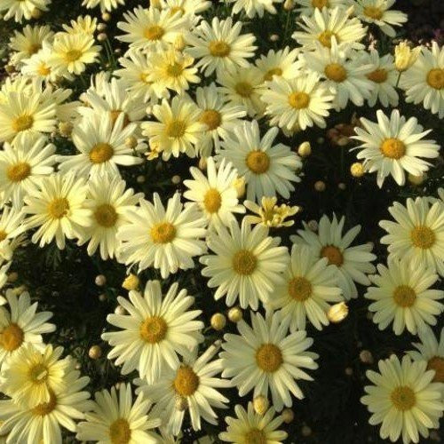 Argyranthemum Butterball - 2L